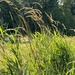 reed canary grass