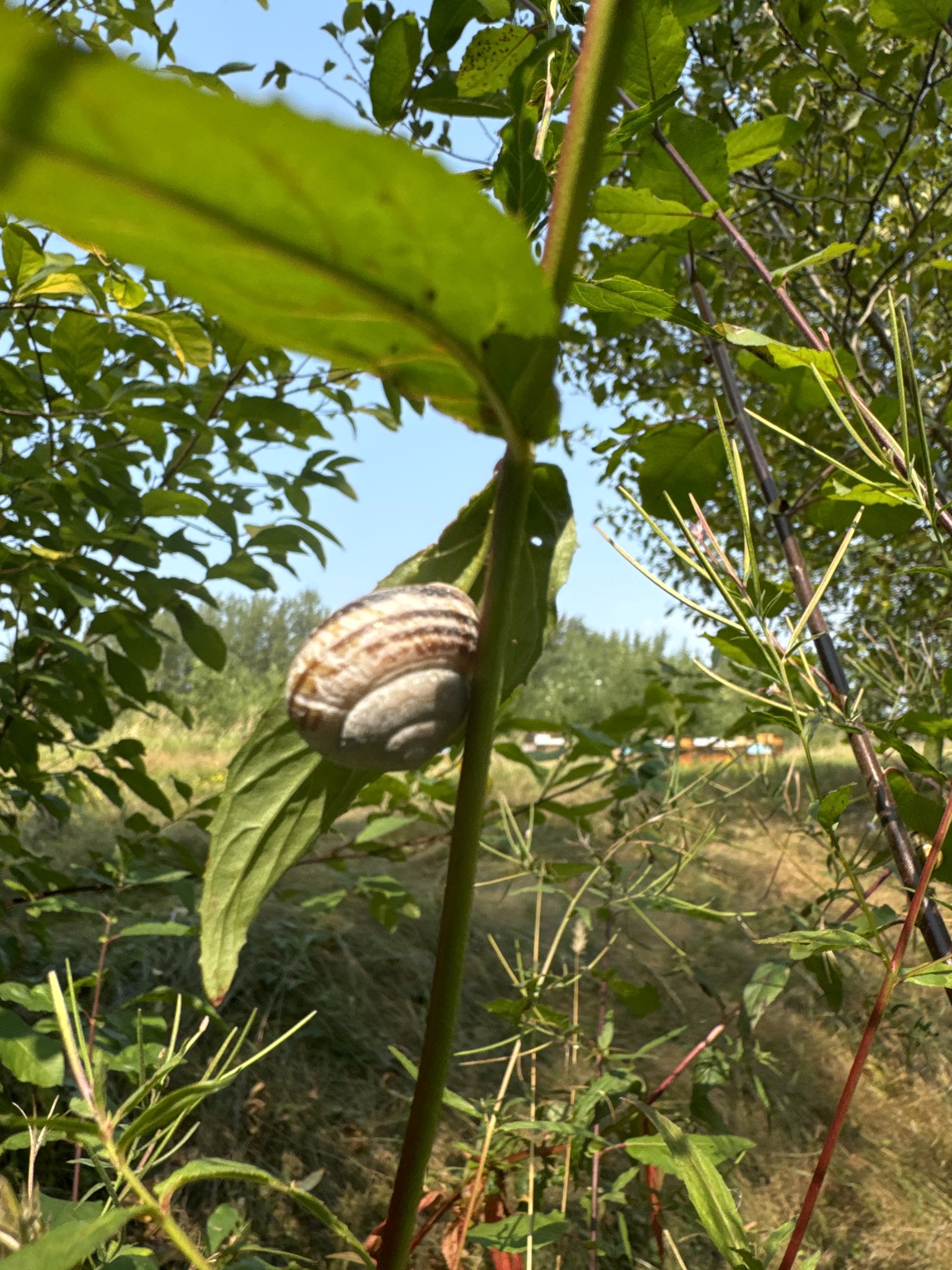 Cepaea nemoralis