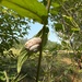 Brown-lipped Snail