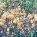 Aggregating Anemone