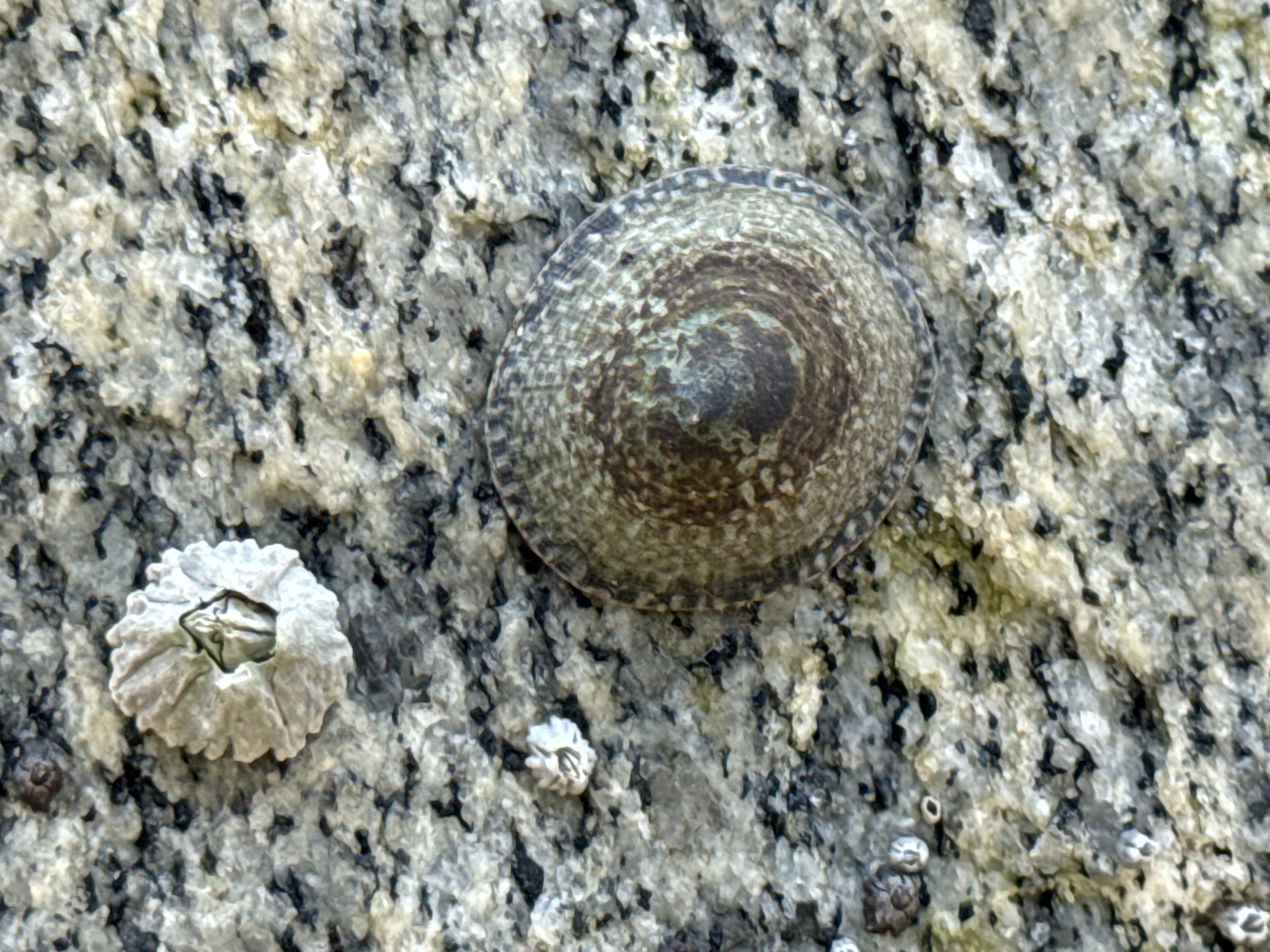 Lottia persona