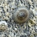 Mask Limpet