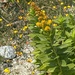 Elegant Goldenrod