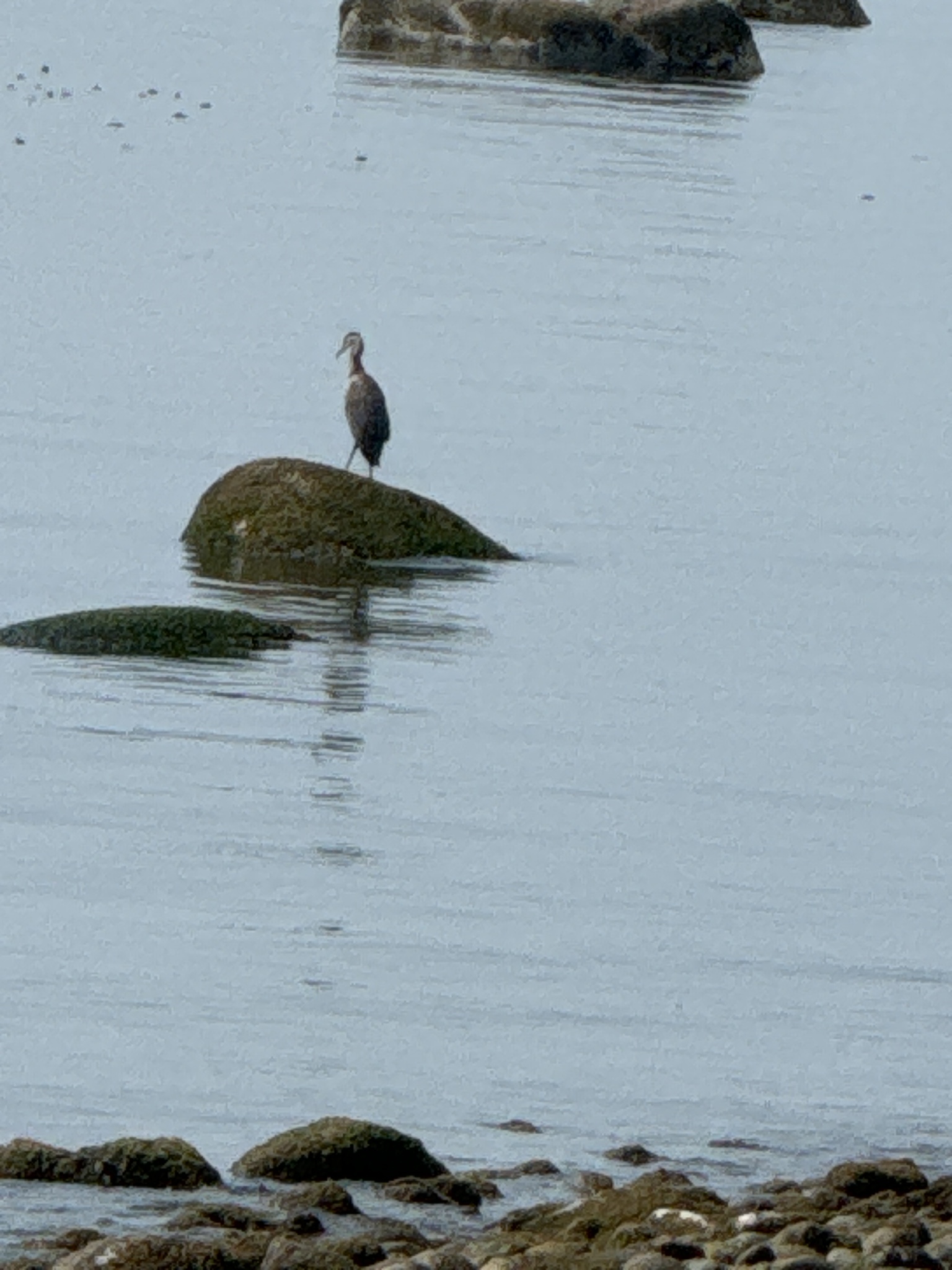 Ardea herodias