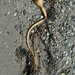 Bull Kelp