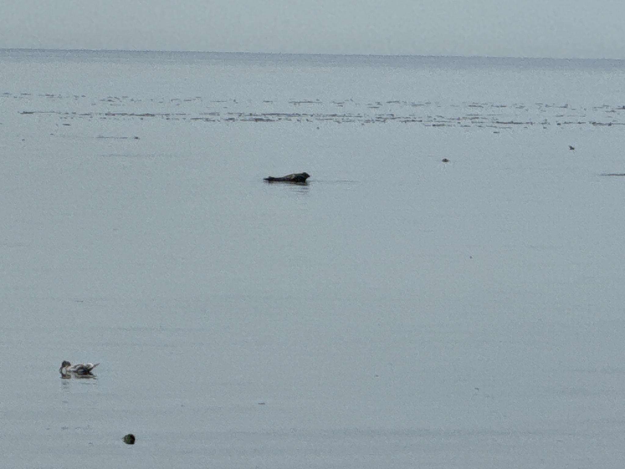 Phoca vitulina