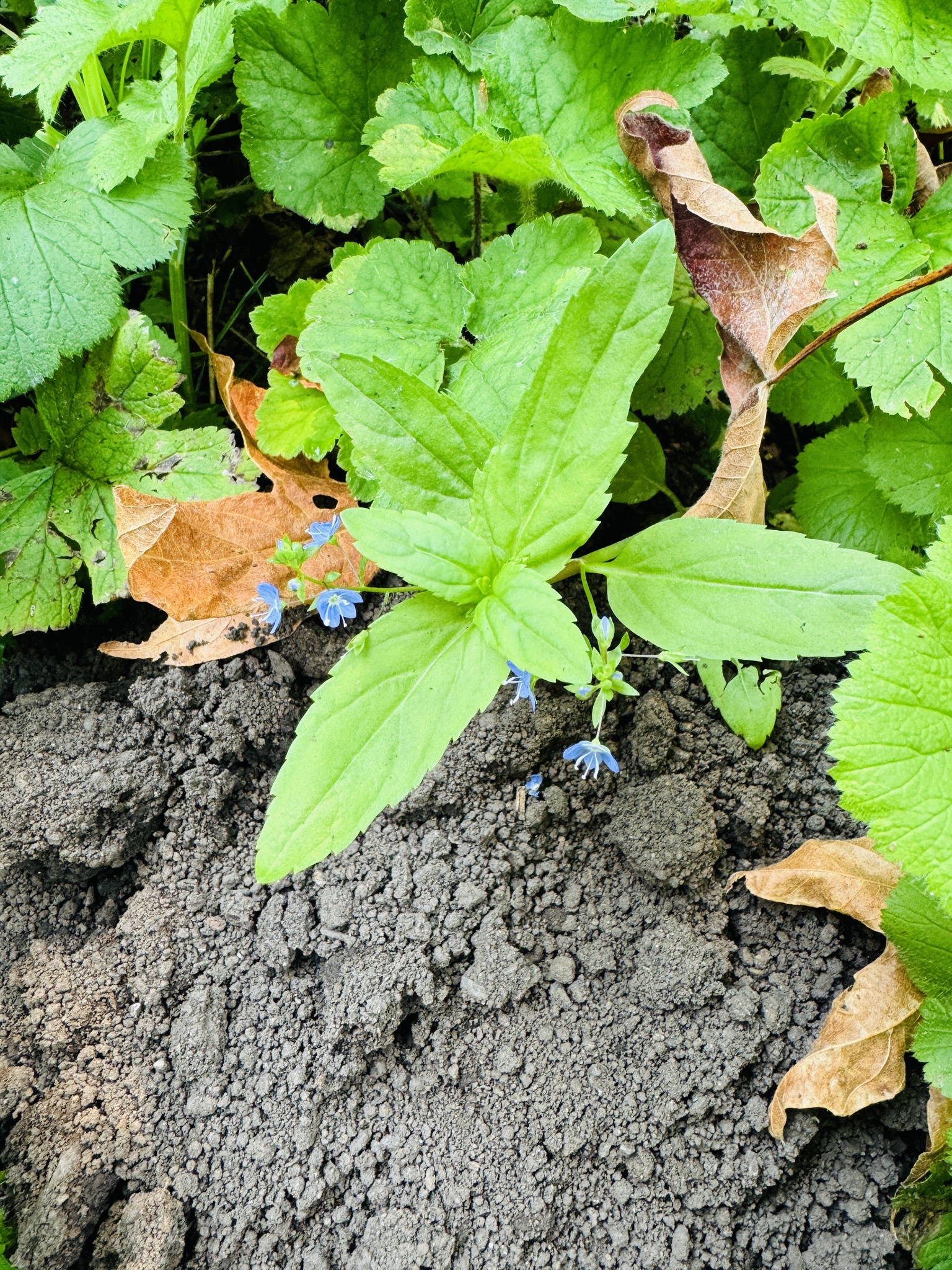 Veronica americana
