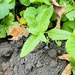 American brooklime