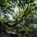 bigleaf maple