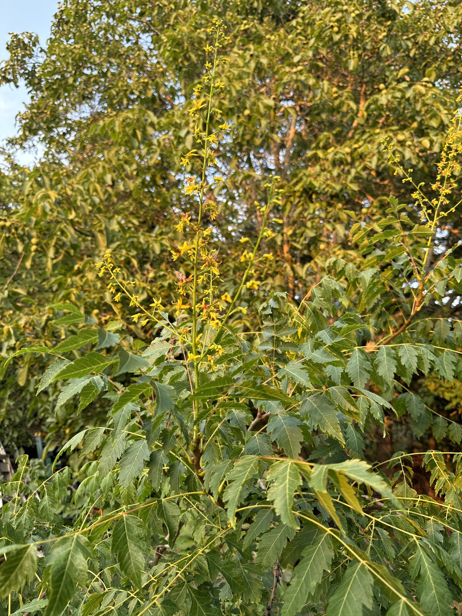 Koelreuteria paniculata