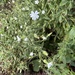 white campion
