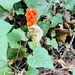 Italian arum