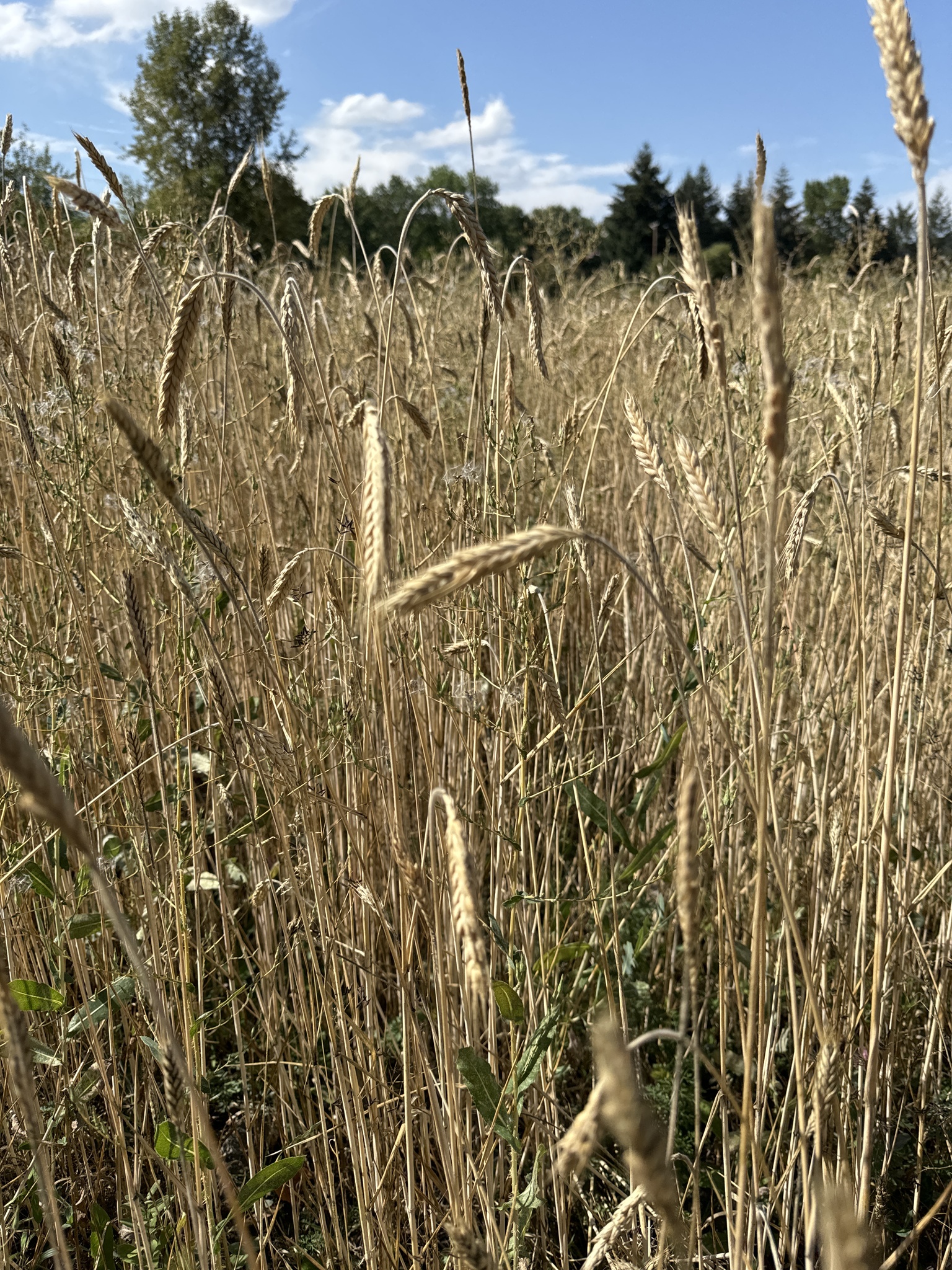 Secale cereale