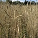 rye
