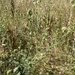 tarweeds