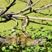 Green Heron