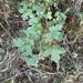 field maple