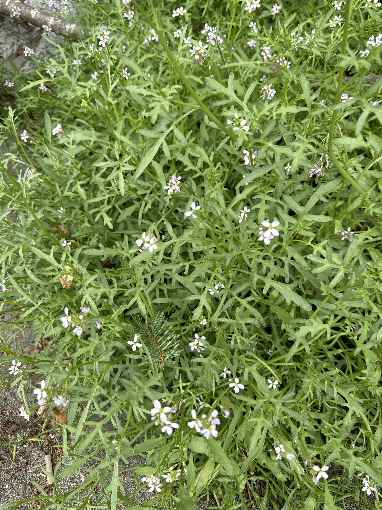 Cakile maritima