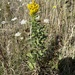 west coast Canada goldenrod