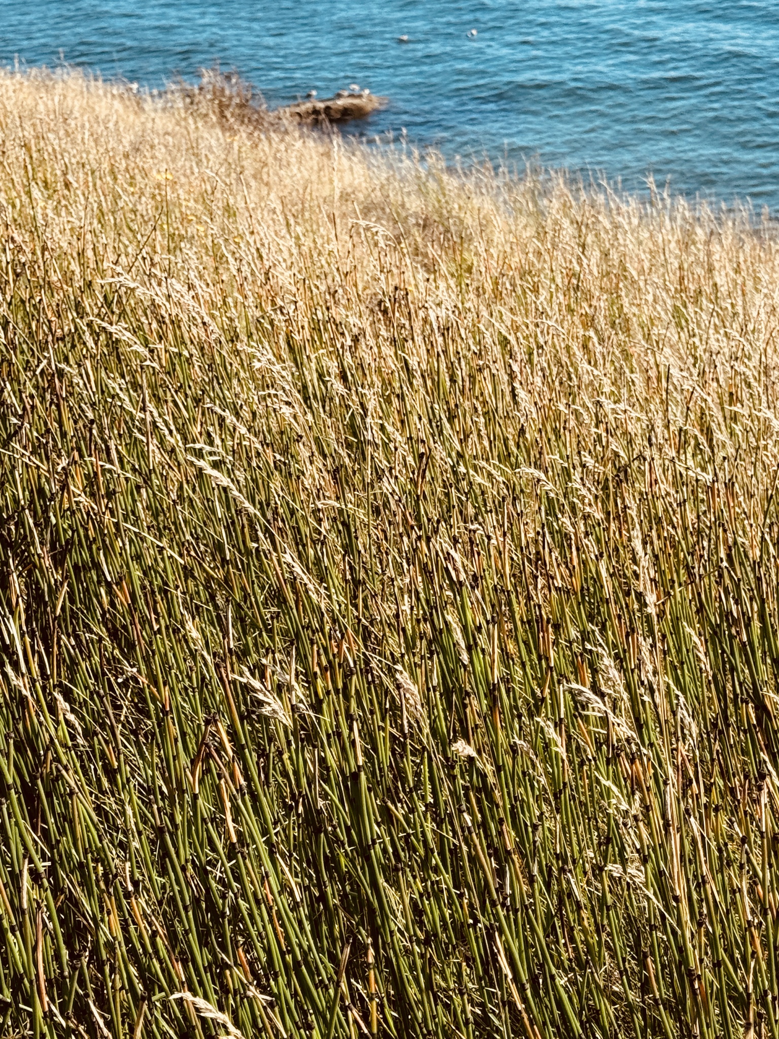 Equisetum hyemale