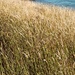 rough horsetail