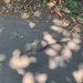 Northwestern Garter Snake