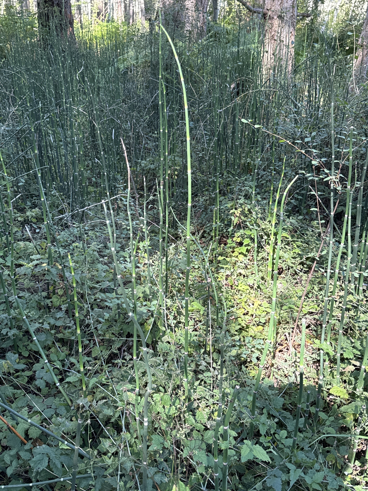 Equisetum hyemale