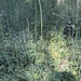 rough horsetail