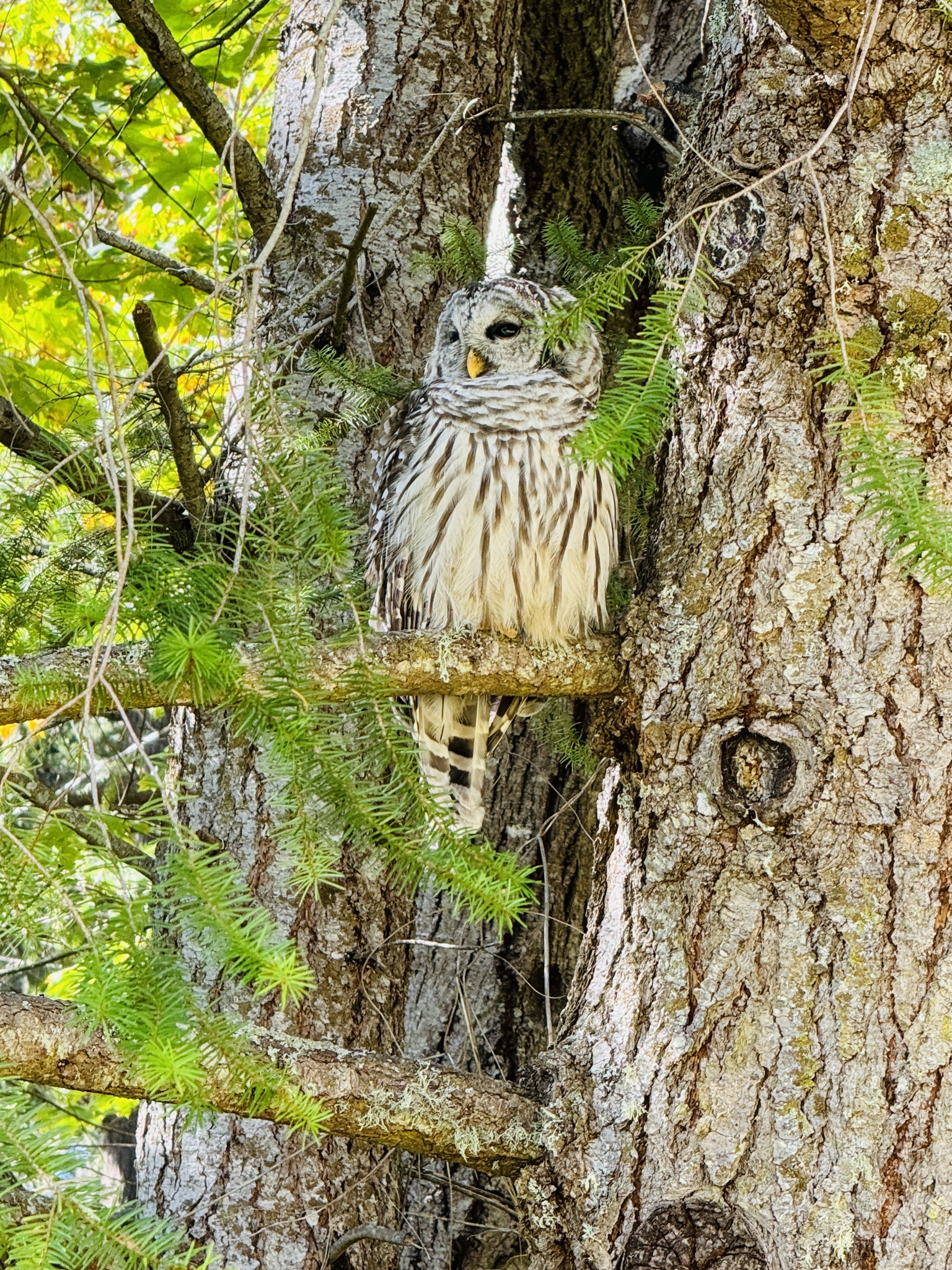 Strix varia