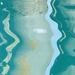 Greater Moon Jelly
