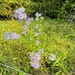 American asters