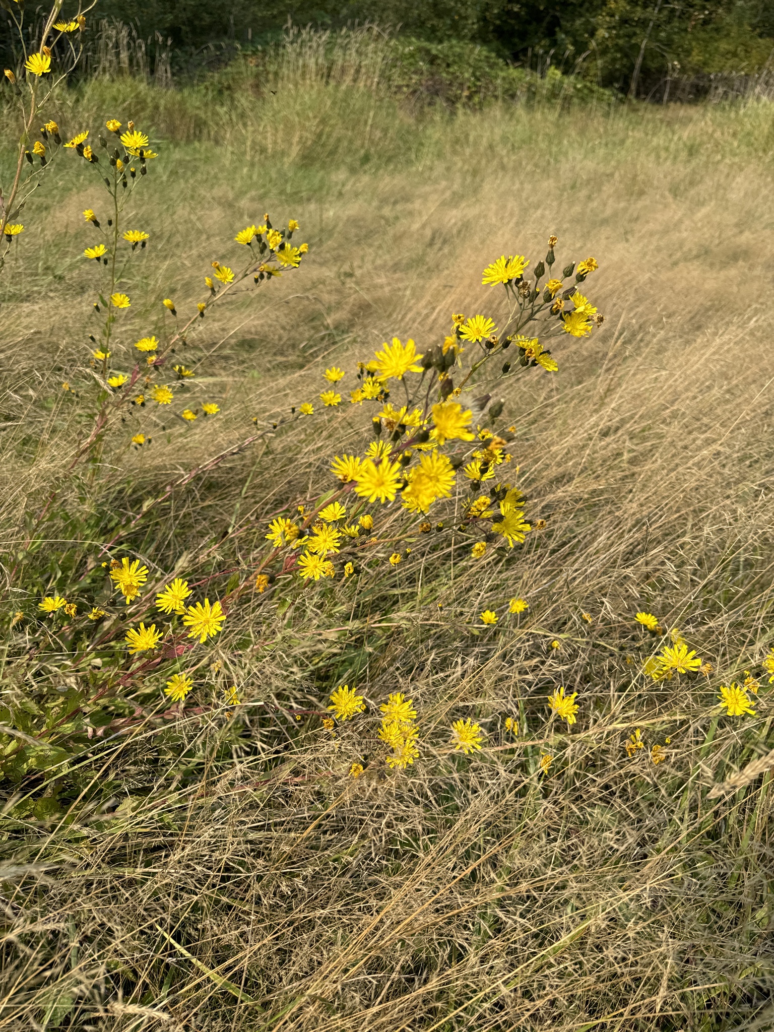 Hieracium