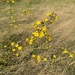 hawkweeds