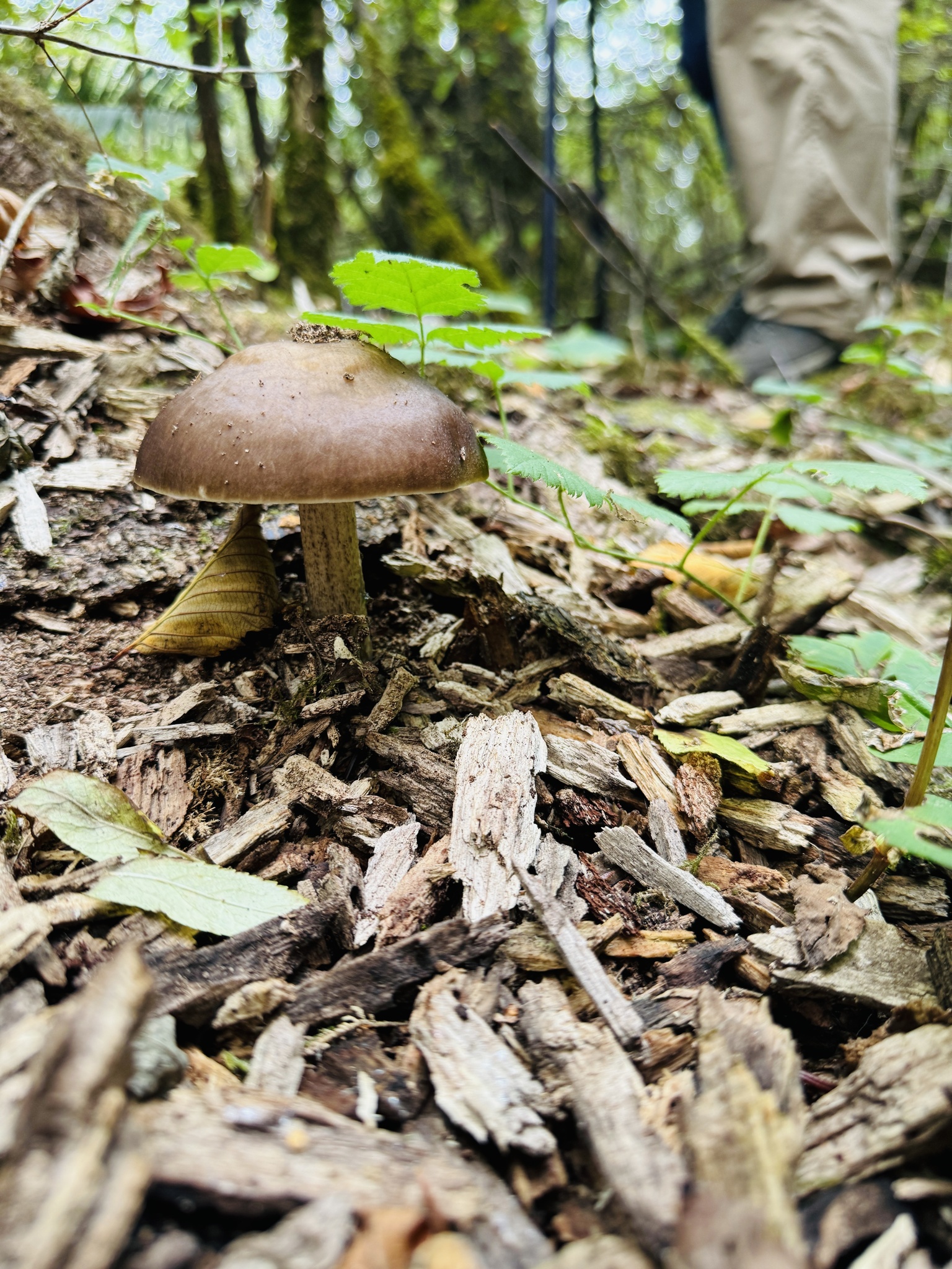 Pluteus