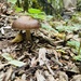 Deer Mushrooms