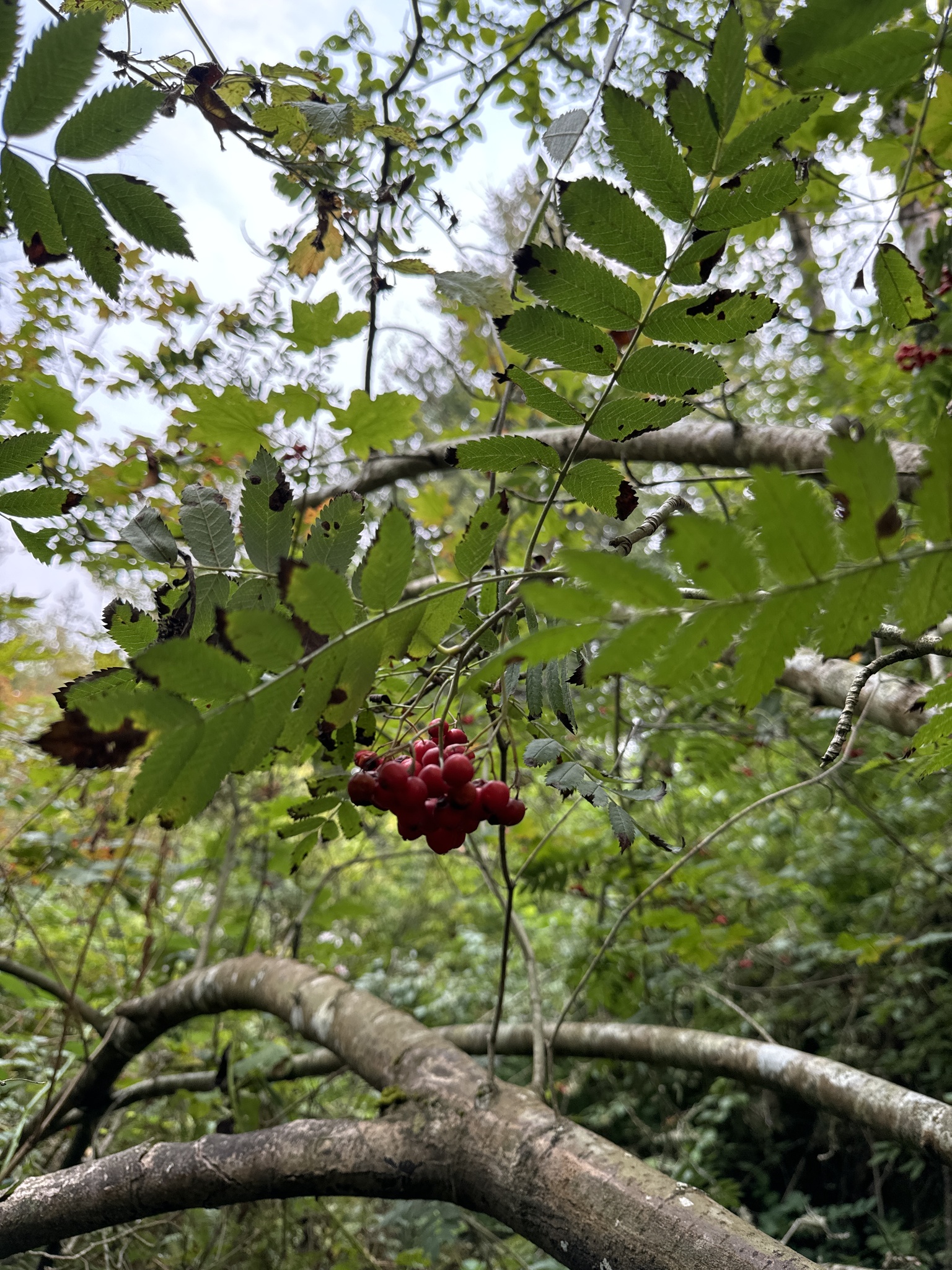 Sorbus aucuparia