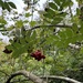 European mountain ash