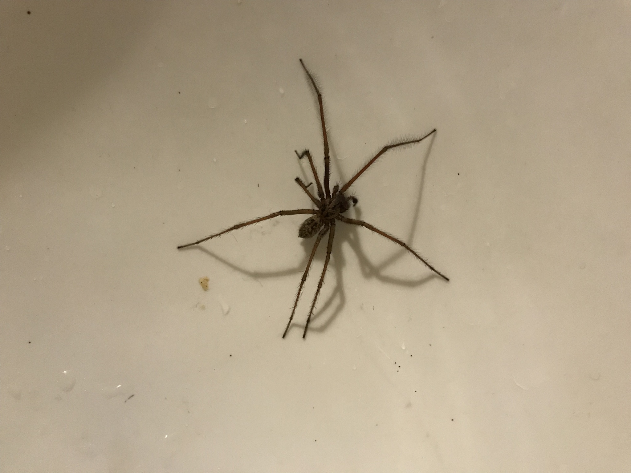 Eratigena duellica