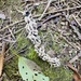 black cottonwood