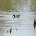 American Wigeon