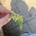 Rice Root Aphid