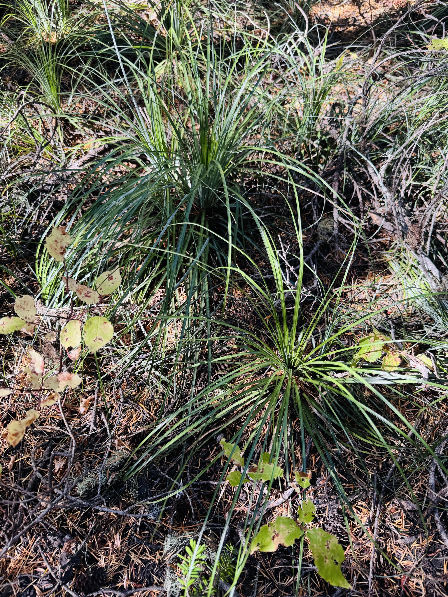 Xerophyllum tenax