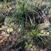 common beargrass