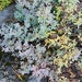 bog bilberry