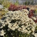 pearly everlasting