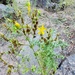 Common St. John's Wort