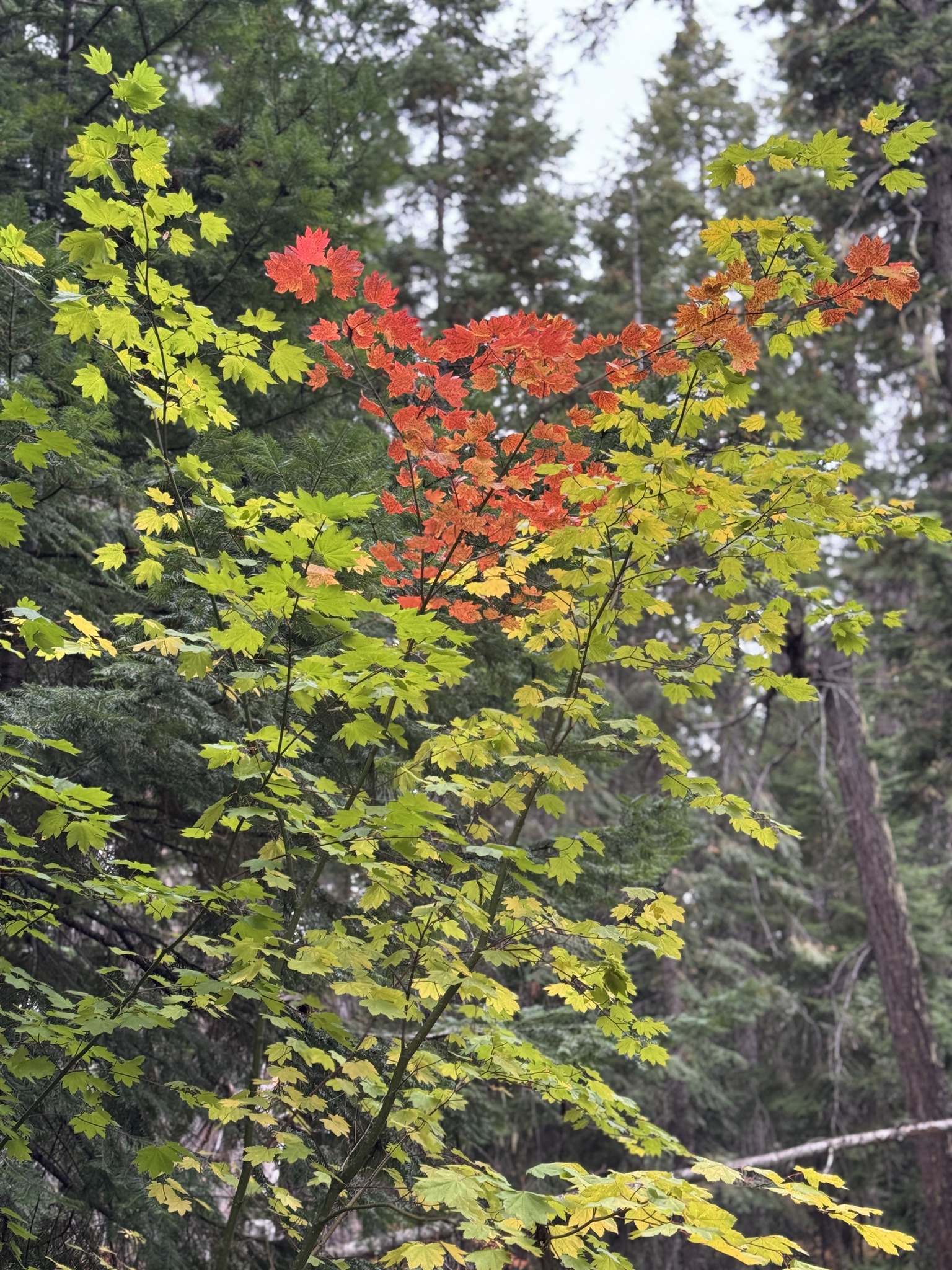 Acer circinatum