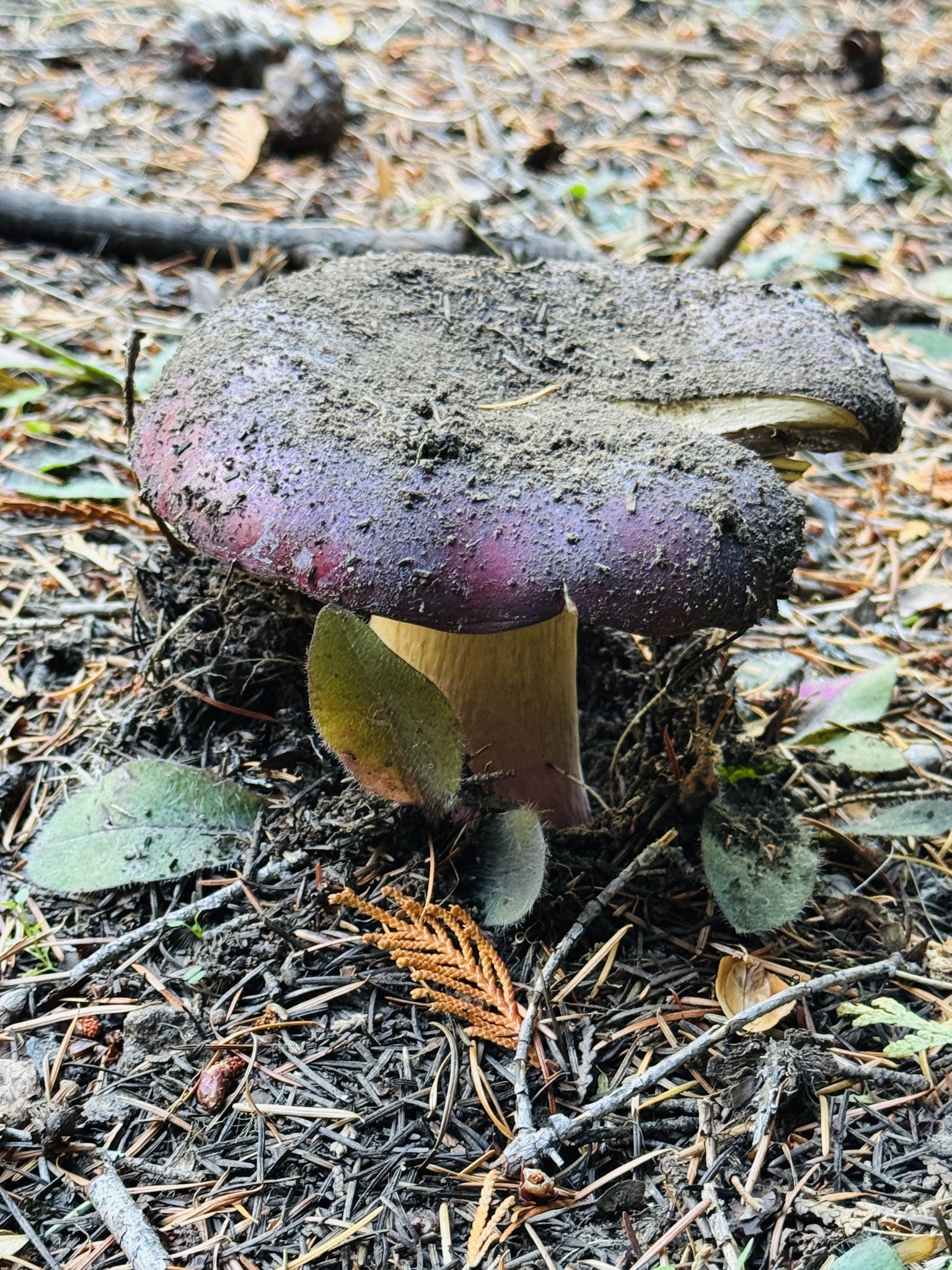 Russula