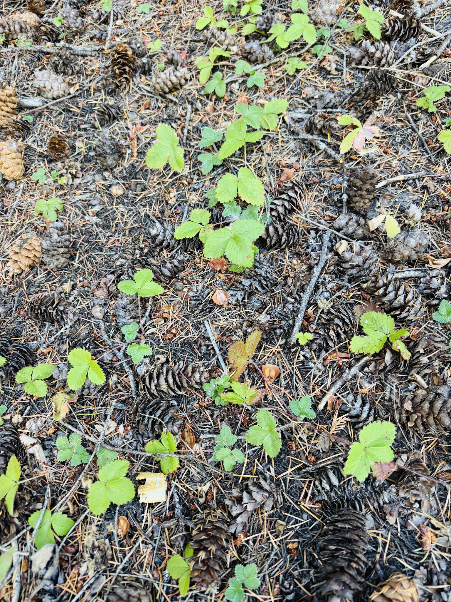 Fragaria vesca