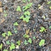 woodland strawberry